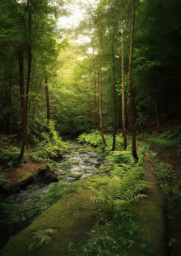A serene forest scene with a gentle stream flowing through lush greenery and tall, slender trees. Sunlight filters through the leaves, creating a peaceful ambiance.