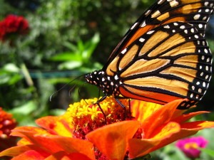 A vibrant orange and black butterfly perches on a vivid orange flower in a sunlit garden, surrounded by blurred greenery and red blooms in the background.