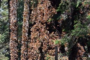 Clusters of orange butterflies cover tree trunks in a dense forest, creating a vibrant contrast against the dark, textured bark and lush green foliage.